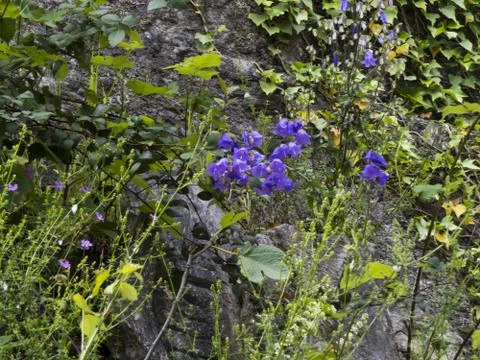 Spring flowers Stock Photos