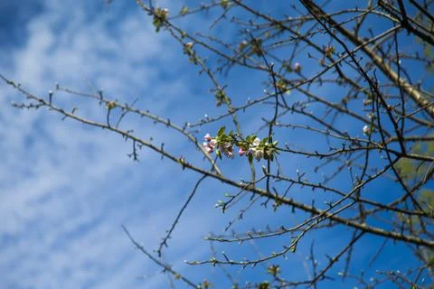 Spring flowers Stock Photos