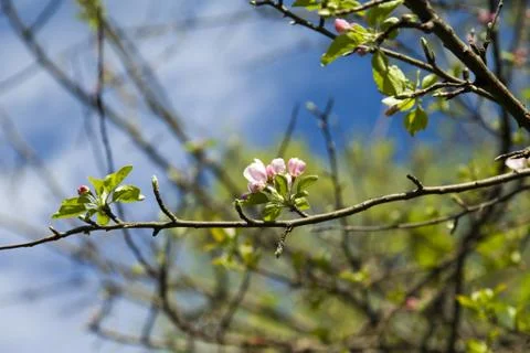 Spring flowers Stock Photos