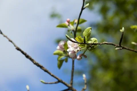 Spring flowers Stock Photos