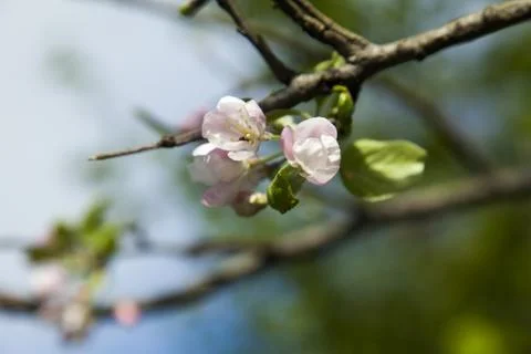Spring flowers Stock Photos