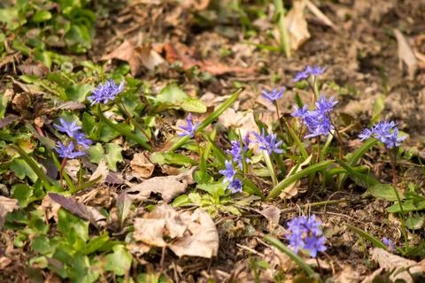 Spring flowers Stock Photos
