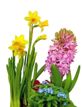Spring flowers Stock Photos