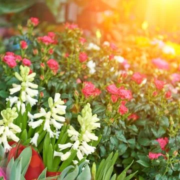 Spring flowers Stock Photos