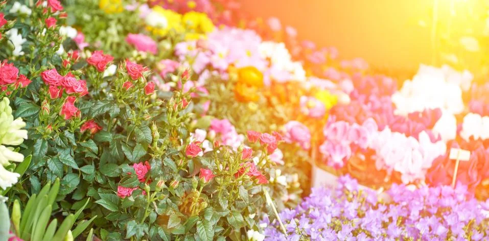 Spring flowers Stock Photos