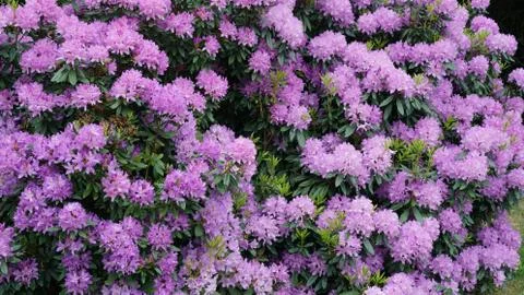 Spring flowers. 写真素材