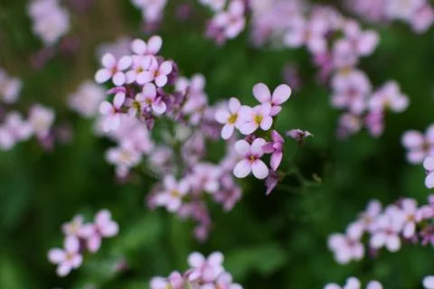 Spring flowers 库存照片