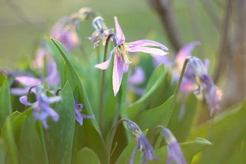 Spring flowers Stock Photos