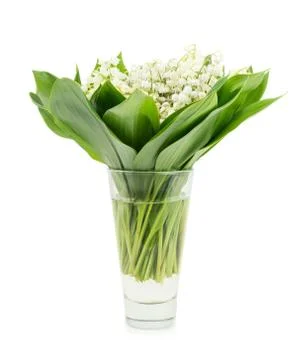 Spring flowers Stock Photos