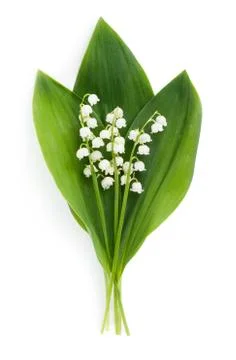 Spring flowers Stock Photos