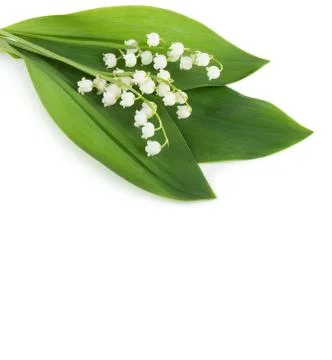 Spring flowers Stock Photos