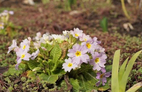 Spring flowers. Stock-Fotos