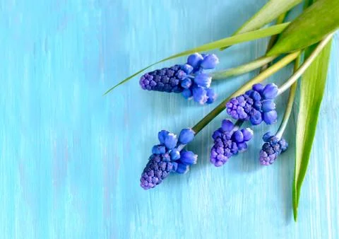Spring flowers Stock Photos