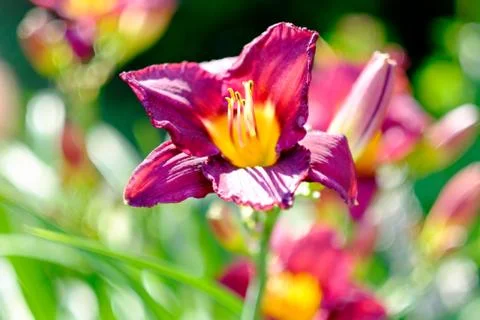 Spring flowers Foto stock