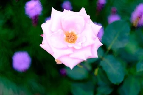 Spring flowers Foto stock