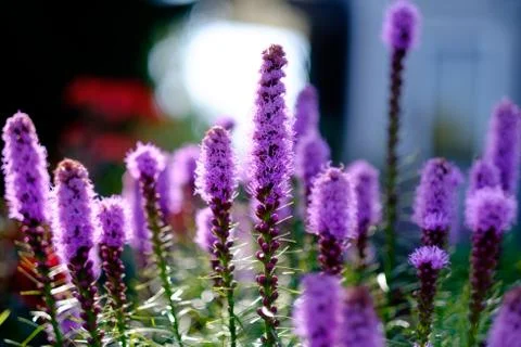 Spring flowers Foto stock