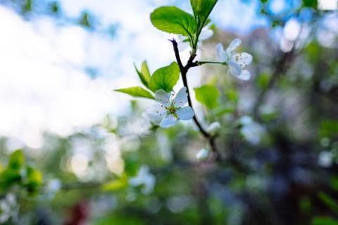 Spring flowers Stock Photos