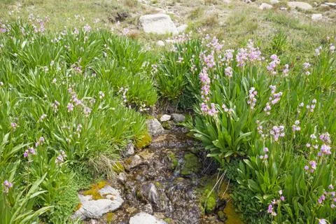 Spring With Flowers Stock Photos