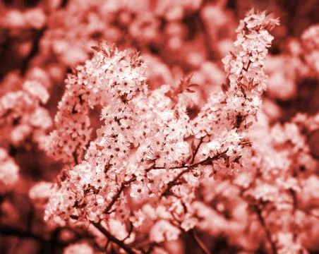 Spring flowers Stock Photos