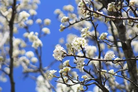 Spring Flowers Stock Photos