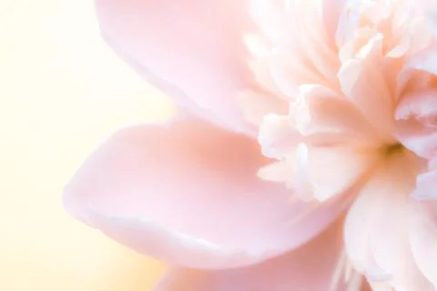 Spring flowers Stock Photos