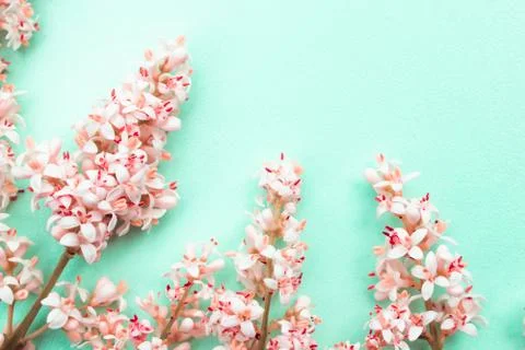 Spring  Flowers Stock Photos