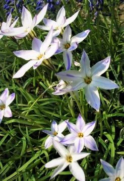 Spring flowers Foto stock