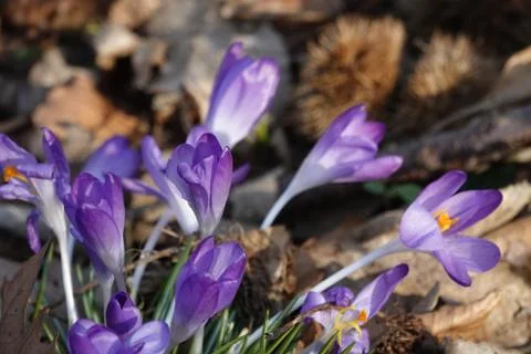 Spring flowers. Stock-Fotos