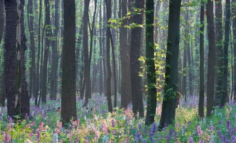 Spring flowers Stock Photos