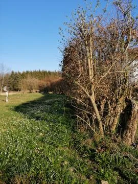 Spring-Flowers Stock Photos