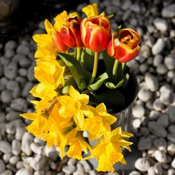 Spring flowers Stock Photos