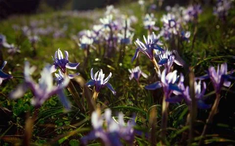 Spring flowers Stock-Fotos