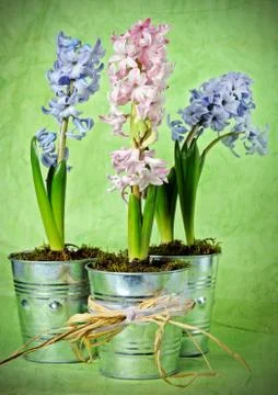 Spring flowers 库存照片