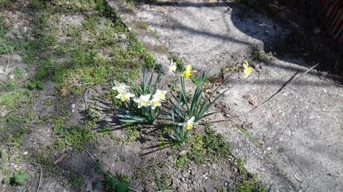Spring Flowers Stock Photos