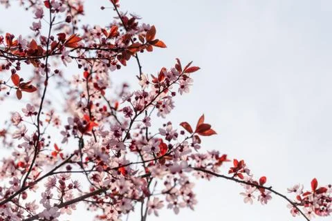 Spring flowers Stock Photos