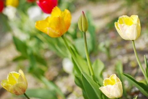 Spring flowers Foto stock