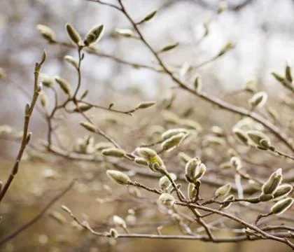 Spring flowers Foto stock