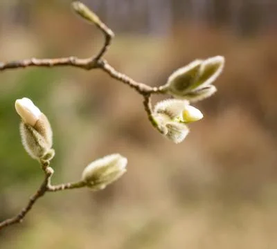 Spring flowers Stock Photos
