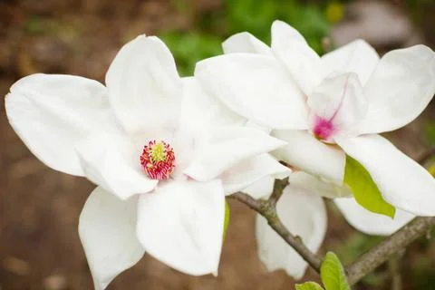 Spring flowers 스톡 사진