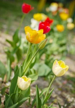 Spring flowers 스톡 사진