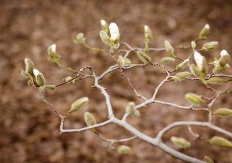 Spring flowers Foto stock