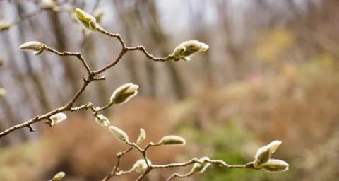 Spring flowers 스톡 사진