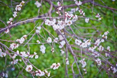 Spring flowers Foto stock
