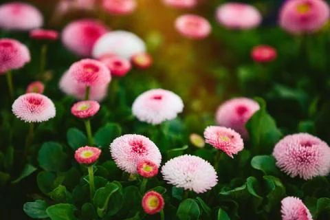 Spring flowers Stock Photos