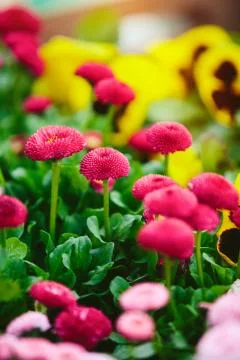 Spring flowers Stock Photos