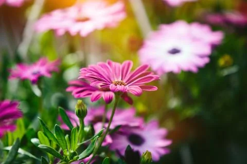 Spring flowers Stock Photos