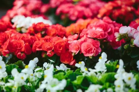 Spring flowers Stock Photos