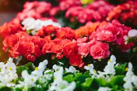 Spring flowers Stock Photos