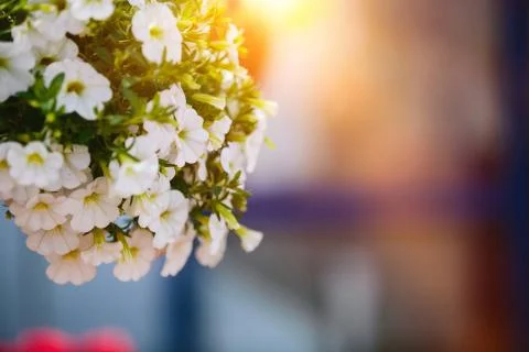 Spring flowers Stock Photos