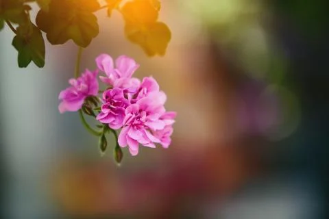 Spring flowers Stock Photos